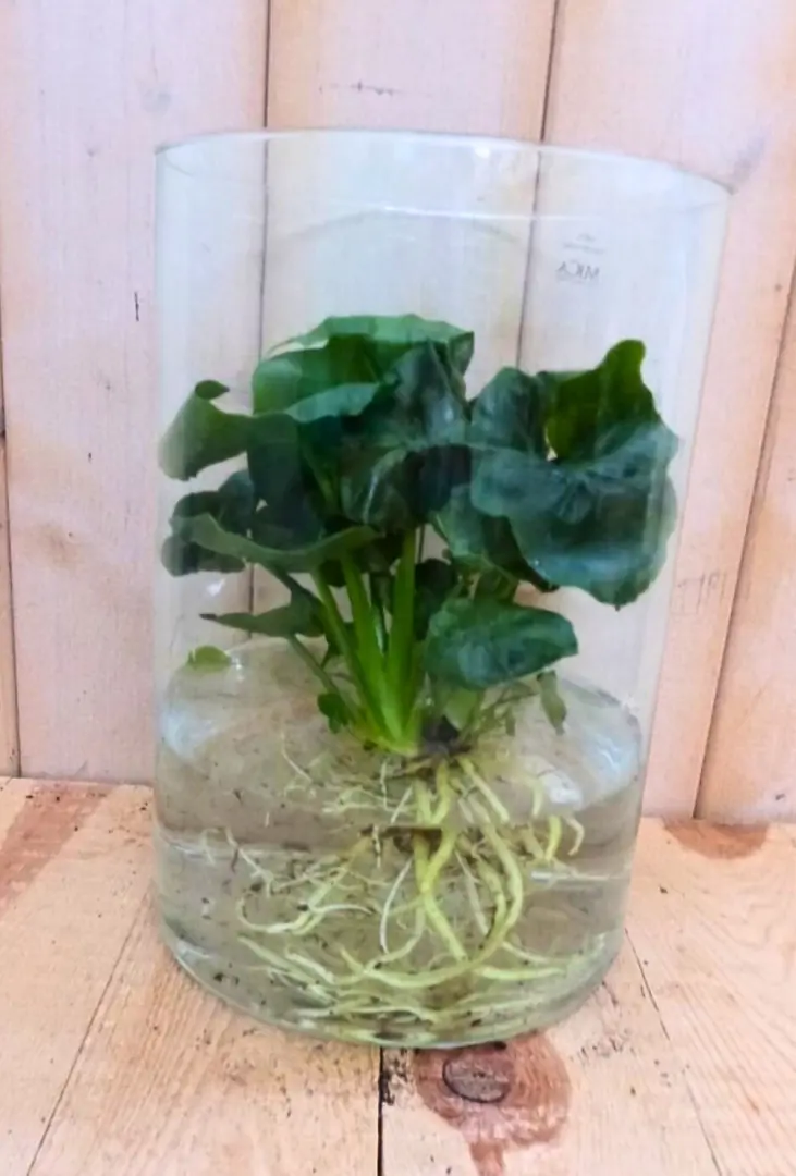 Philodendron op water kamerplant Warentuin Natuurlijk