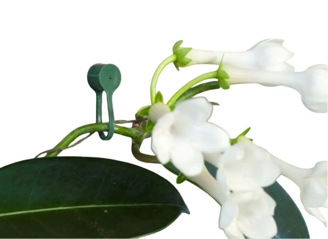 Plantenklemmen groen dia. 15mm set a 15 stuks Nature