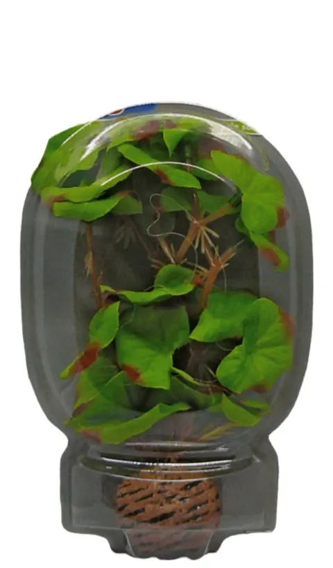 Easy Plant Laag 13 Cm Nr. 1 aquaria Superfish