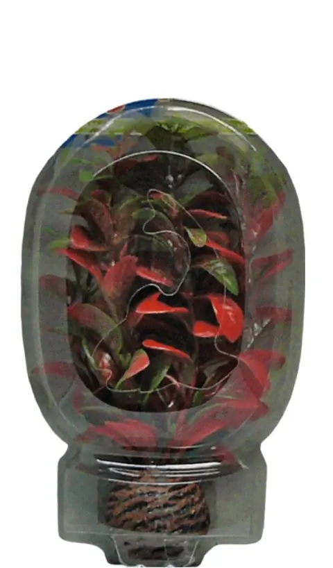 Easy Plant Laag 13 Cm Nr. 7 aquaria Superfish