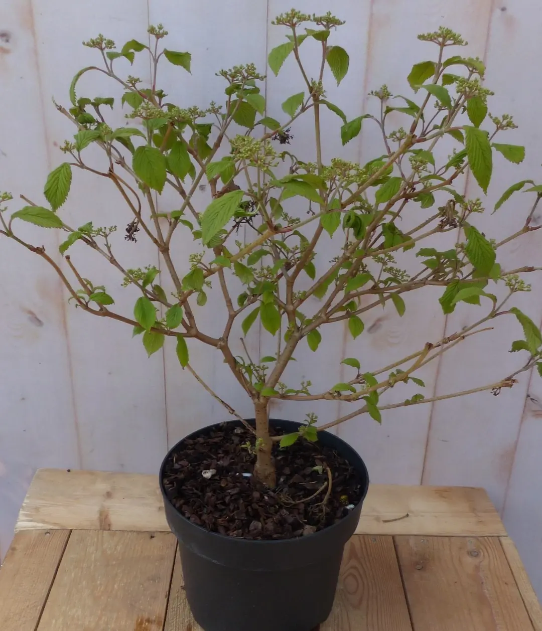 Viburnum plicatum japanse sneeuwbal Warentuin Natuurlijk