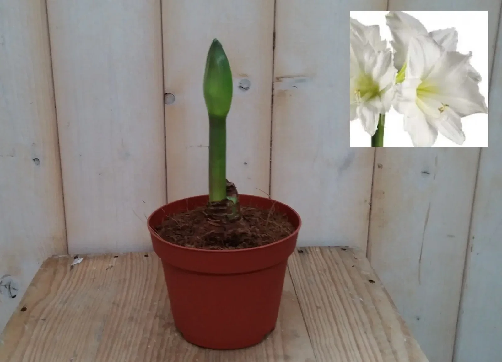 Amaryllis wit in potje met 1 steel Warentuin Natuurlijk