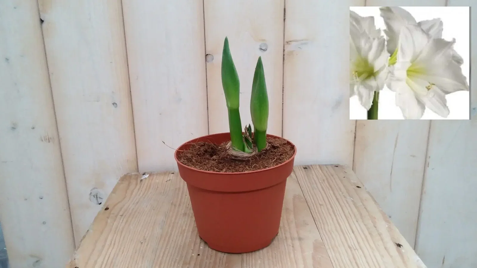 Amaryllis bol wit in potje met 2 stelen wit Warentuin Natuurlijk