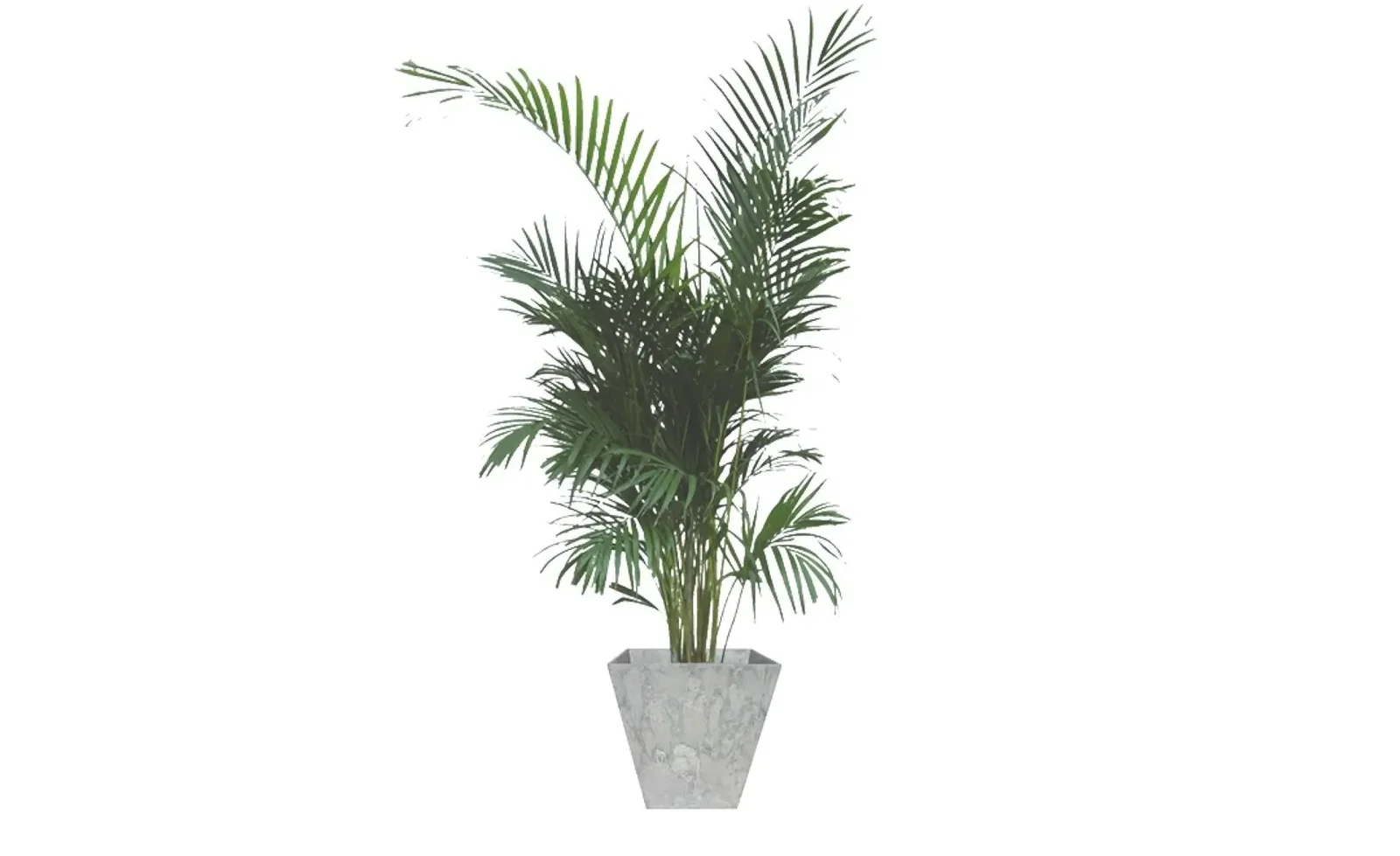 Kamerplant groot Areca Lutescens 100 cm in pot Ella grijs 45 x 45 cm Artstone Warentuin Natuurlijk