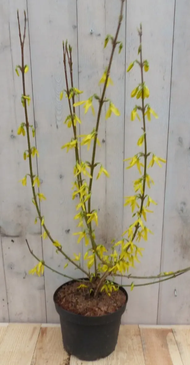 Chinese Klokje Forsythia 80 cm Warentuin Natuurlijk