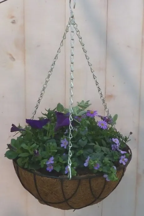 Diverse hangplantjes in kokos hanging basket van paar en blauw Warentuin Natuurlijk