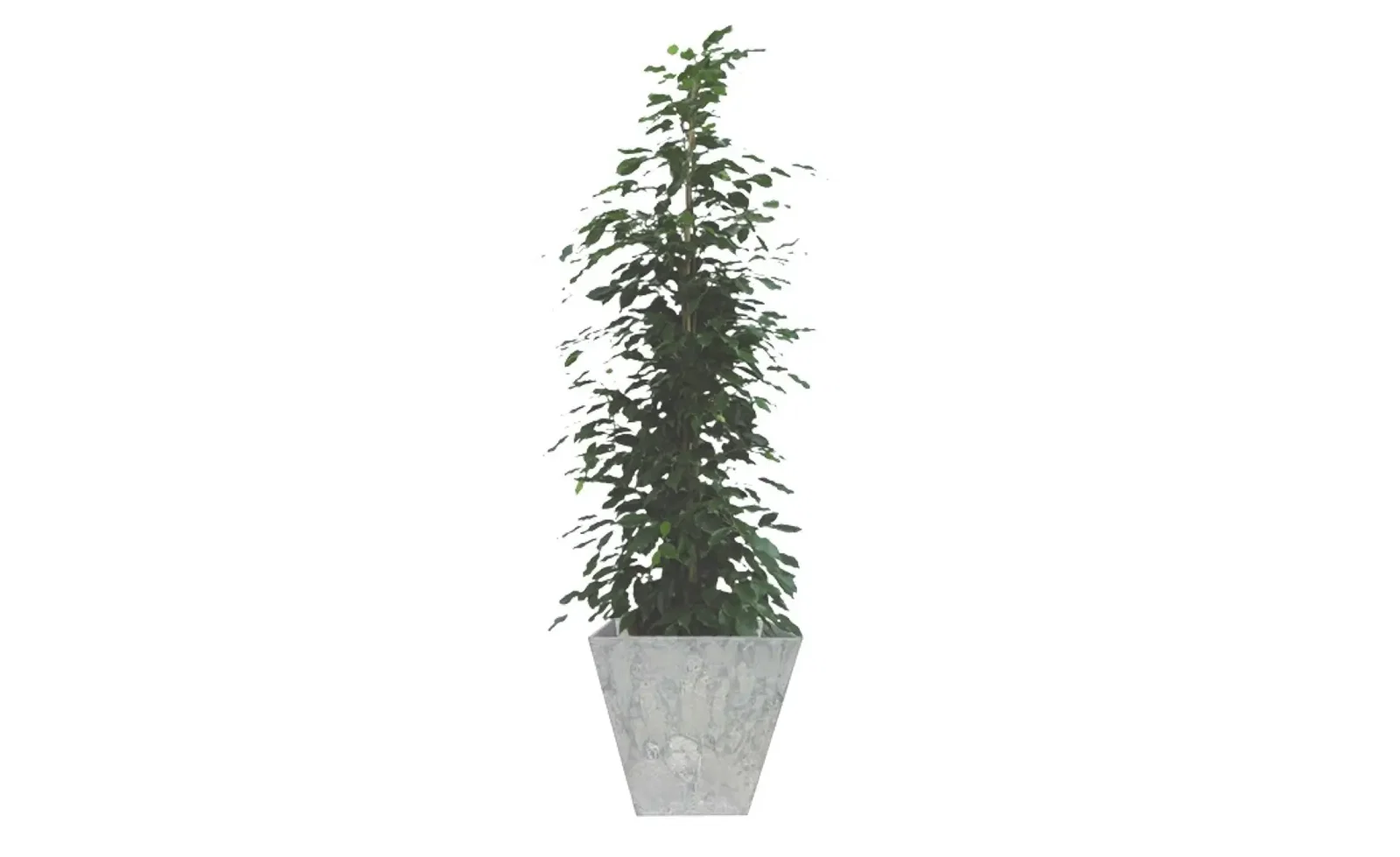 Kamerplant groot Ficus Benjamina Danita 120 cm in pot Ella grijs 45 x 45 cm Artstone Warentuin Natuurlijk