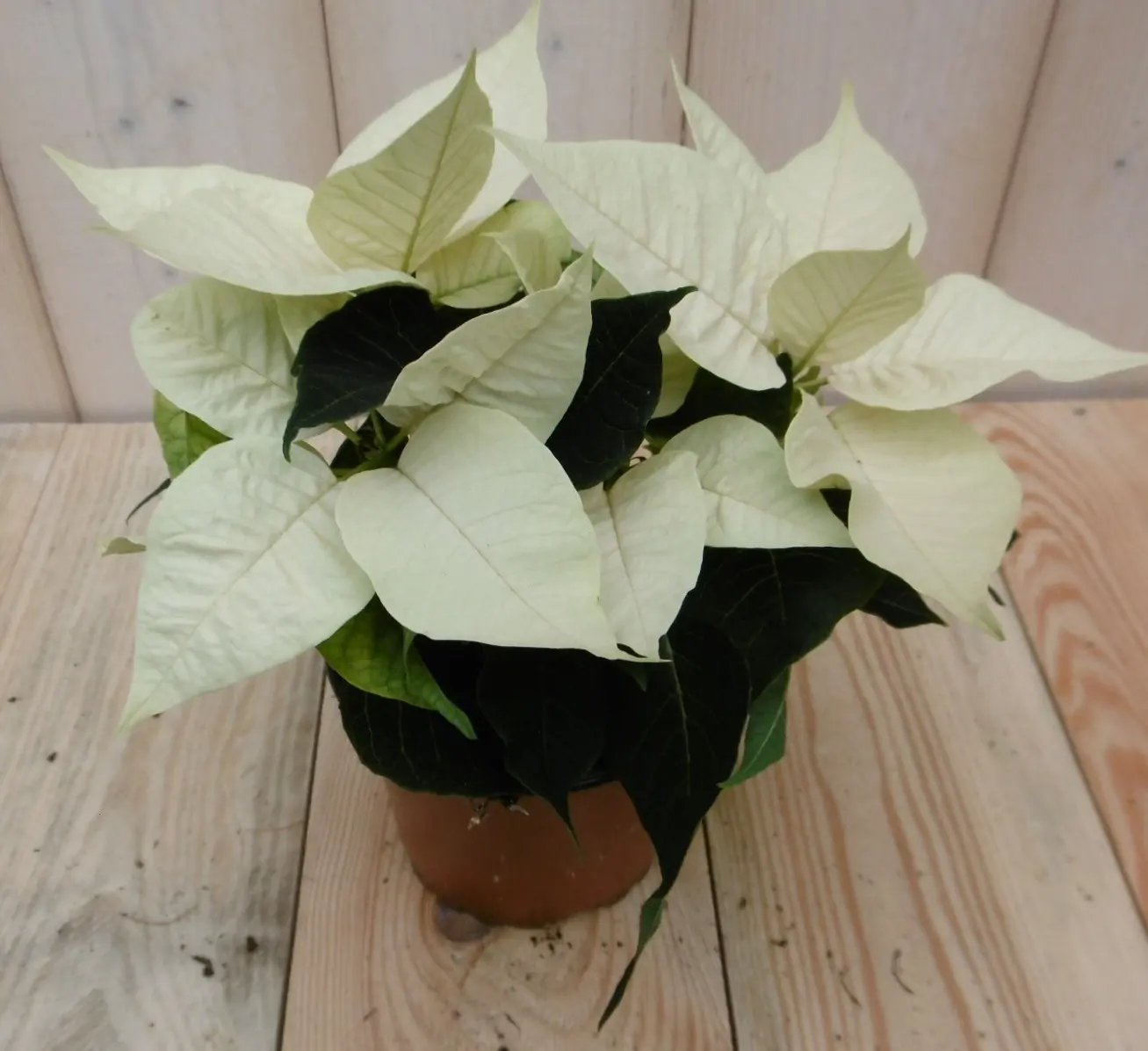 Kerstster 20cm geel Warentuin Natuurlijk