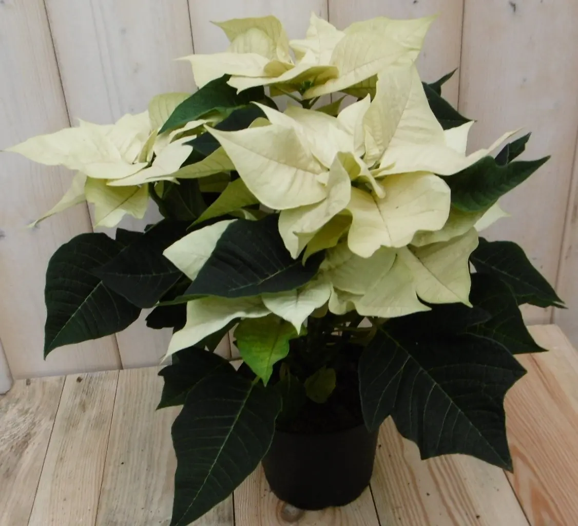 Kerstster 50cm geel Warentuin Natuurlijk