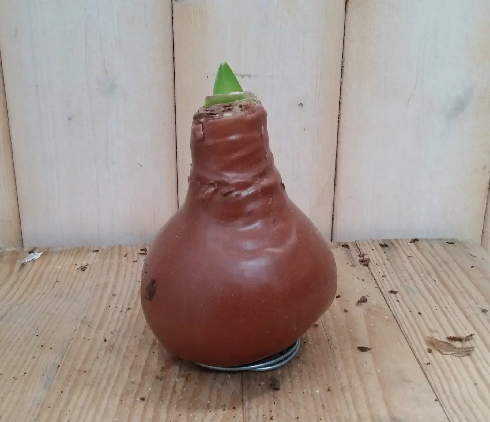 Amaryllisbol goud/brons/bruin in wax Warentuin Natuurlijk