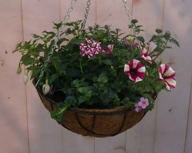 Diverse hangplantjes in kokos hanging basket roze Warentuin Natuurlijk