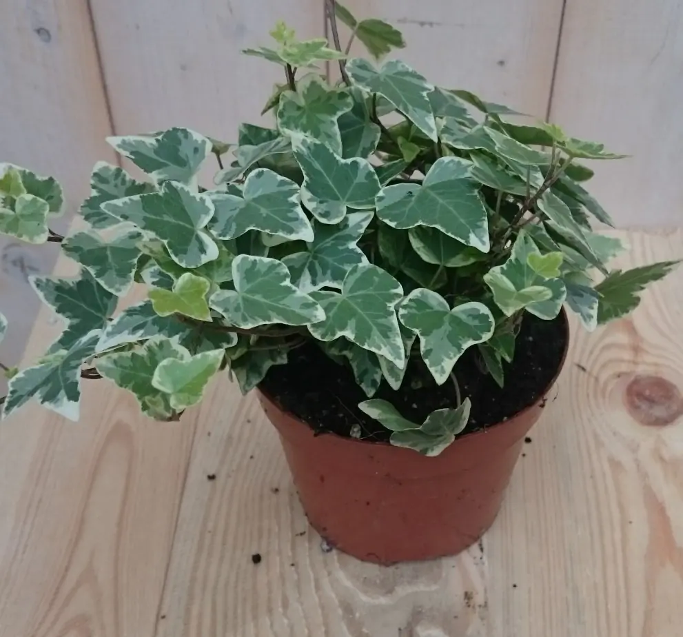 3 stuks! Hedera klimop witbont Warentuin Natuurlijk