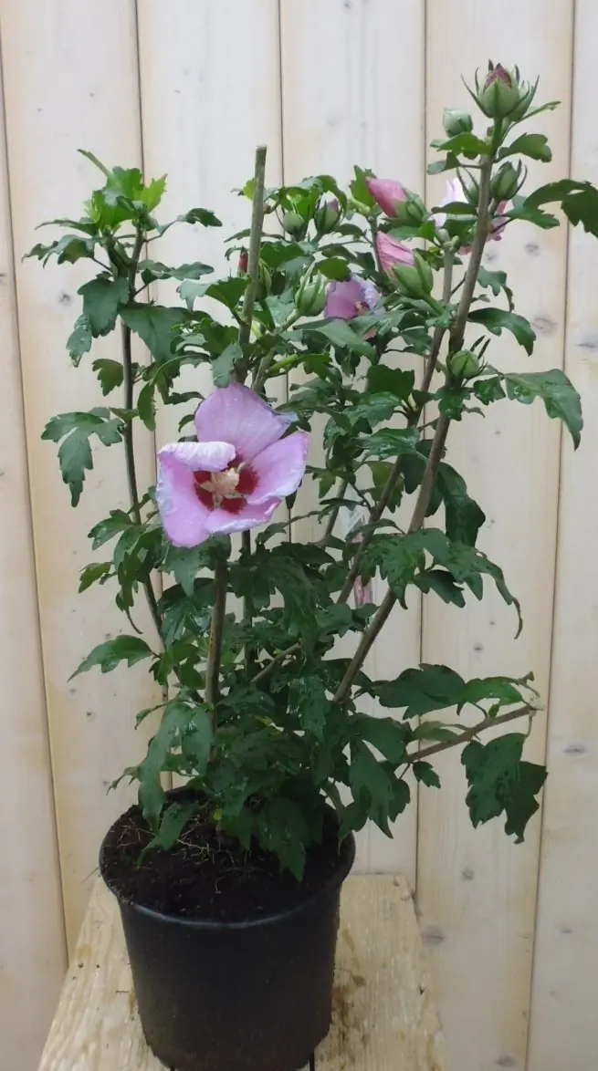 Hibiscus struik Roze 40 cm Warentuin Natuurlijk