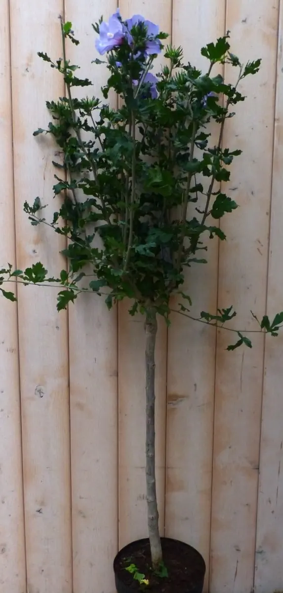 Hibiscus op stam Blauw totale hoogte 100 cm Warentuin Natuurlijk