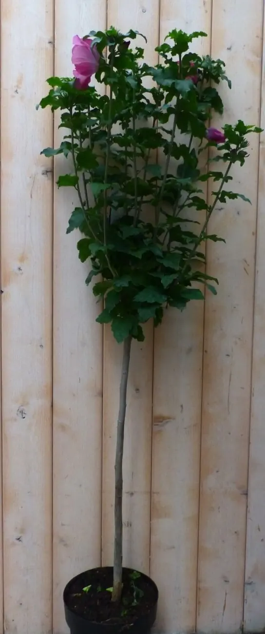 Hibiscus op stam Roze totale hoogte 100 cm Warentuin Natuurlijk