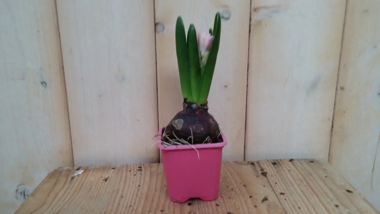 5 stuks! Bolletjes Hyacint roze in klein potje Voorjaarsbollen Hyacinthus Warentuin Natuurlijk