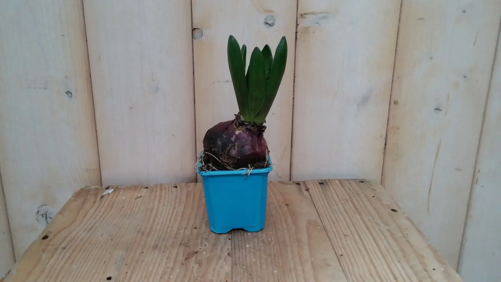 5 stuks! Bolletjes Hyacint blauw in klein potje Voorjaarsbollen Hyacinthus Warentuin Natuurlijk