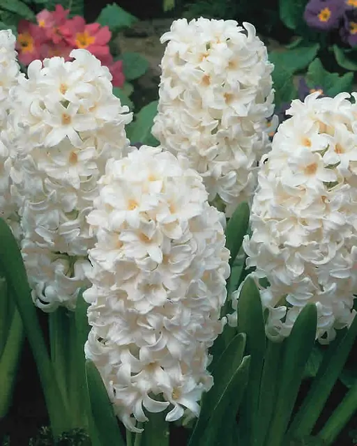 Hyacinten Wit 15 stuks Warentuin Natuurlijk