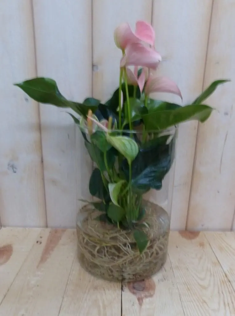 Flamingoplant op water roze 50 cm kamerplant Anthurium Warentuin Natuurlijk