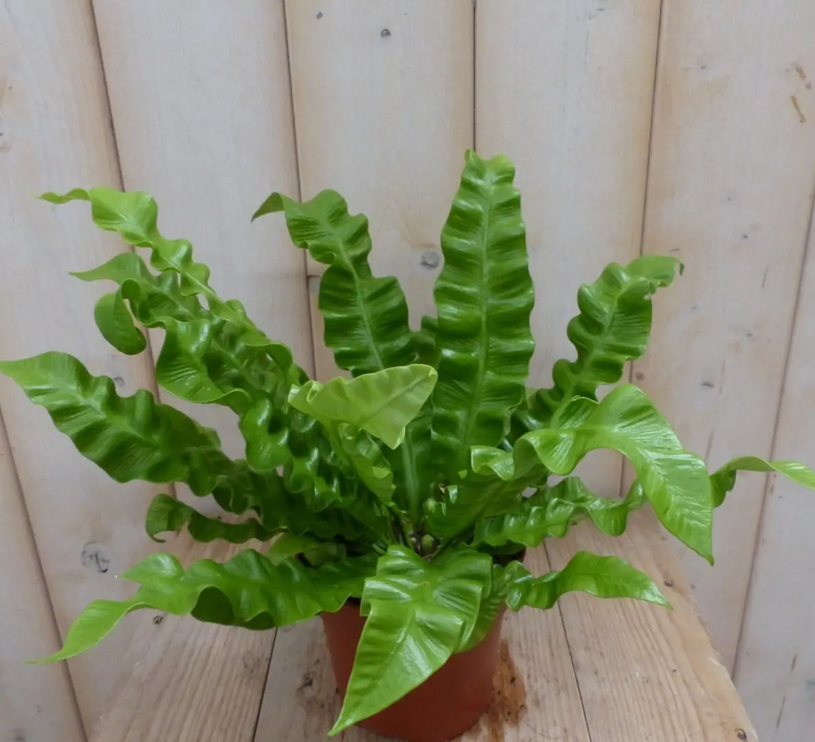 Varen krulvaren Asplenium kamerplant Warentuin Natuurlijk