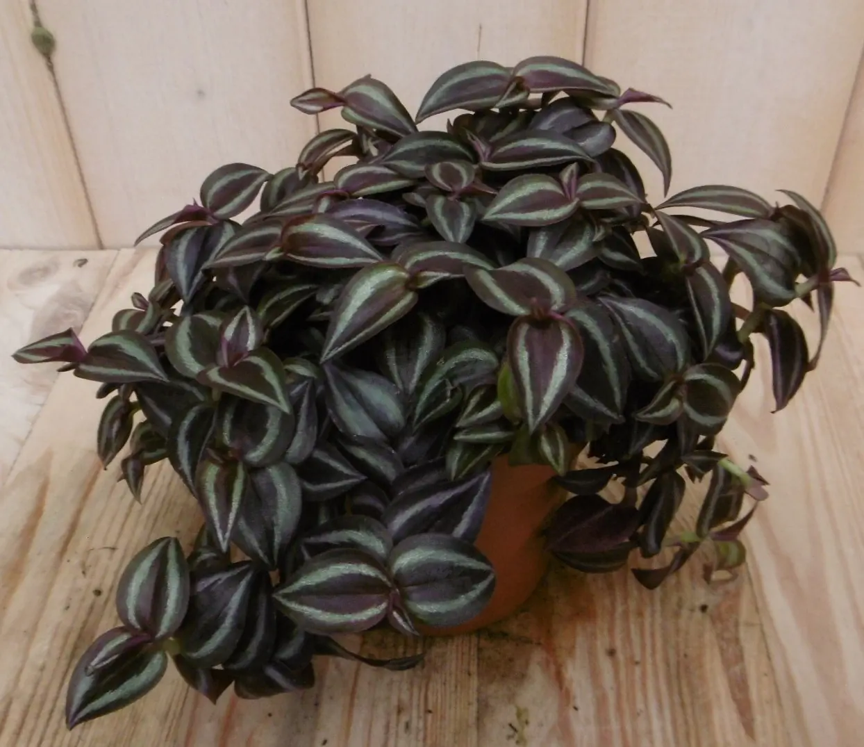 2 stuks! Tradescantia Zebrina Viridi Zebraplant Warentuin Natuurlijk