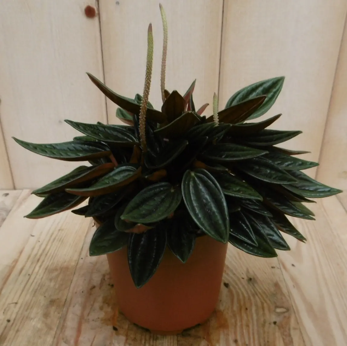 2 stuks! Peperomia rosso Viridi Warentuin Natuurlijk