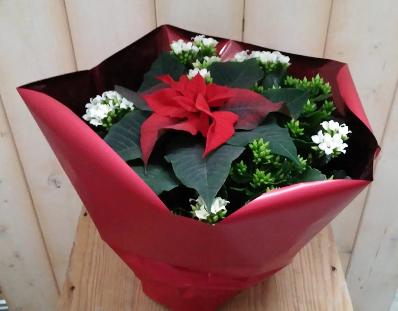 Kerstster met witte Kalanchoe Euphorbia Warentuin Natuurlijk