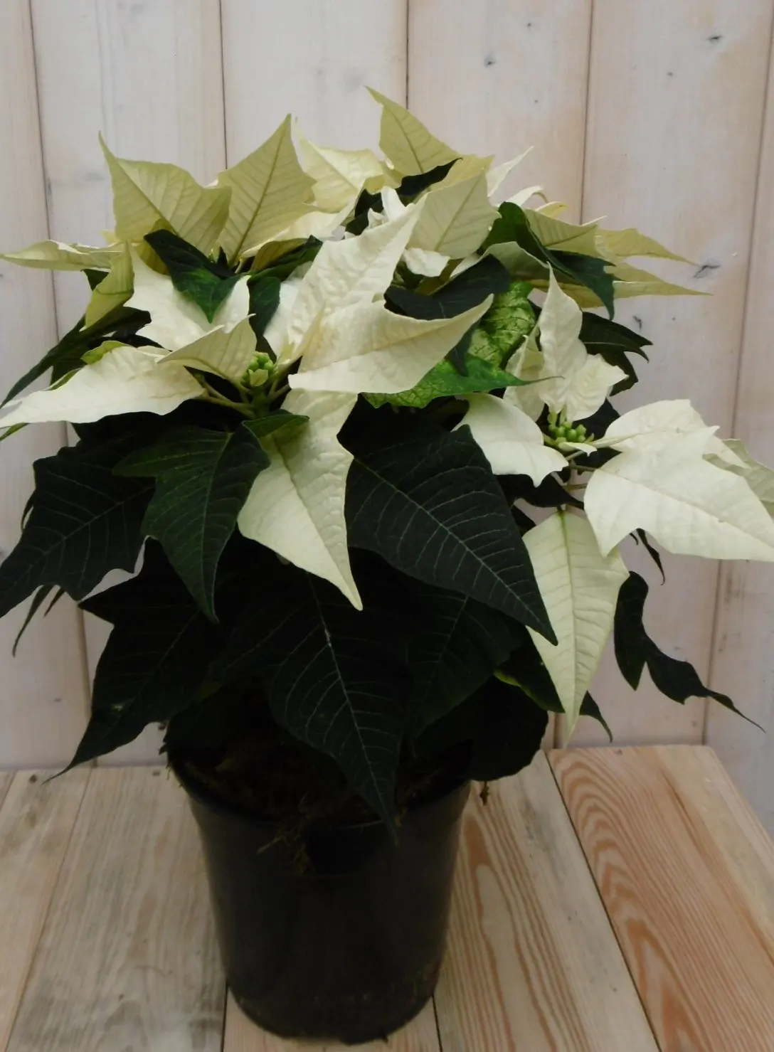 Kerstster 30cm geel Warentuin Natuurlijk
