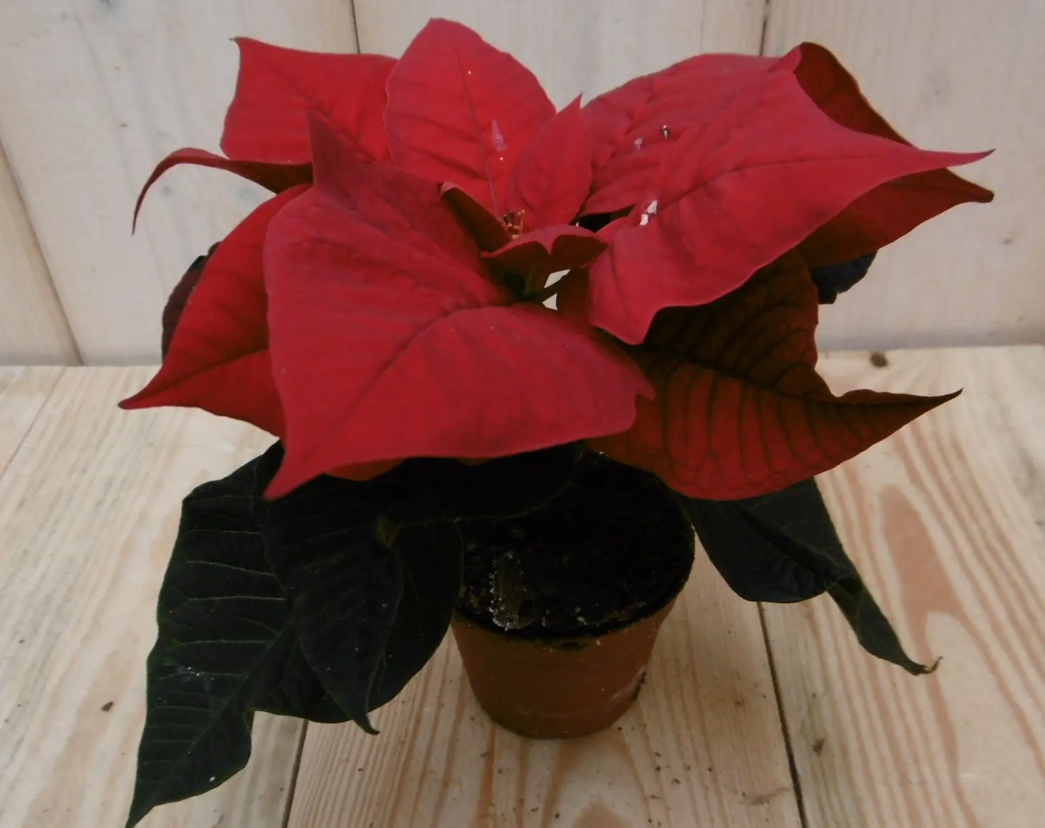 2 stuks! Kerstster mini rood Warentuin Natuurlijk