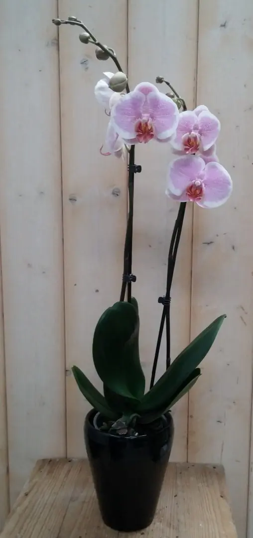 Orchidee Phalaenopsis roze 2 stelen zwarte pot Warentuin Natuurlijk