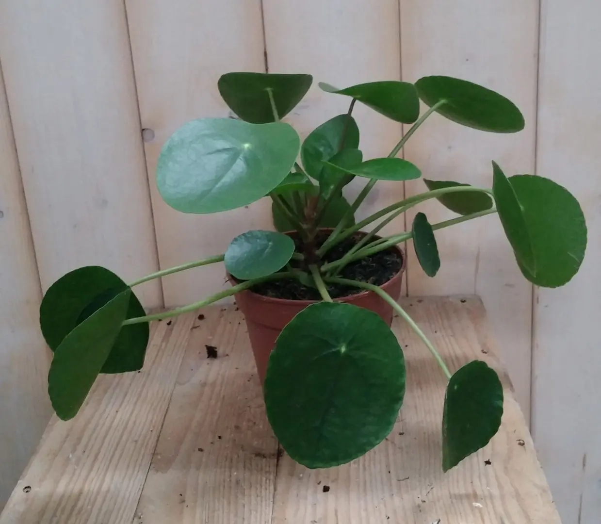 2 stuks! Pannekoekplant Pilea Pannenkoekplant Viridi Warentuin Natuurlijk