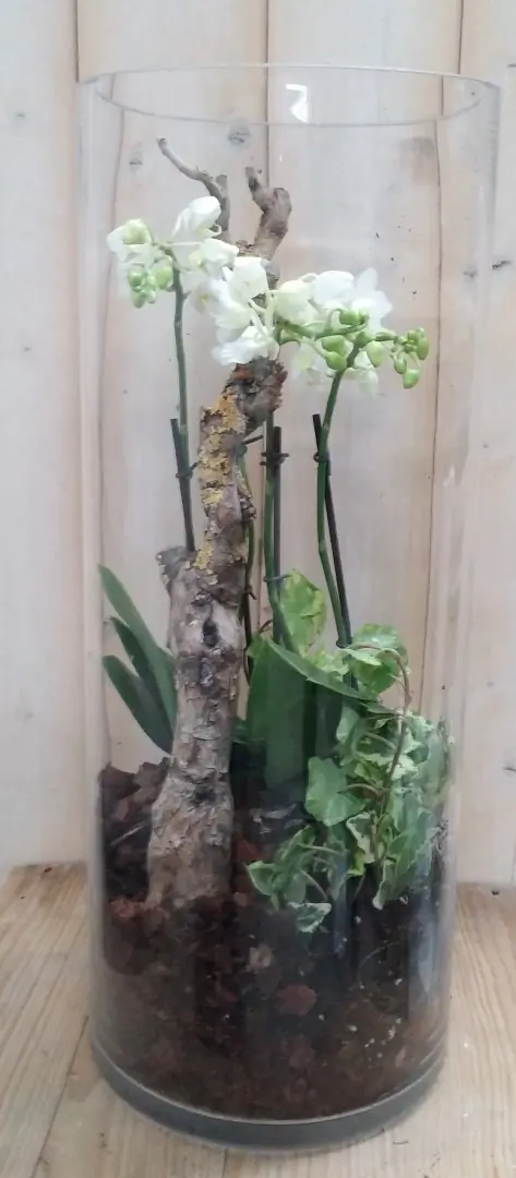 Orchidee Phalaenopsis Wit in gals 3 stelen Warentuin Natuurlijk