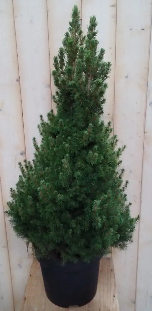Conifeer Picea 100 cm Spar Warentuin Natuurlijk