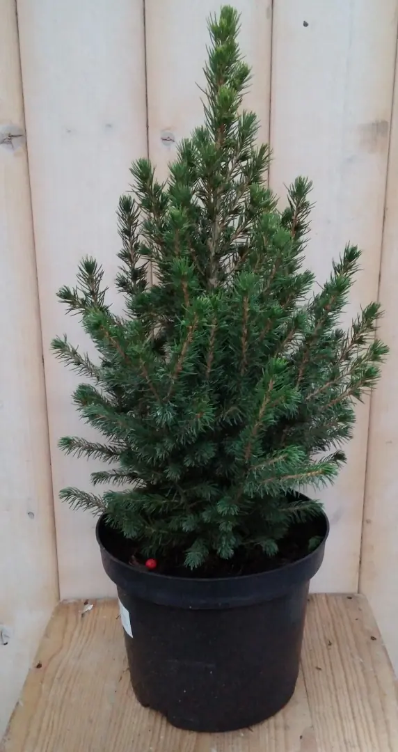 Conifeer Picea 30 cm Spar Warentuin Natuurlijk