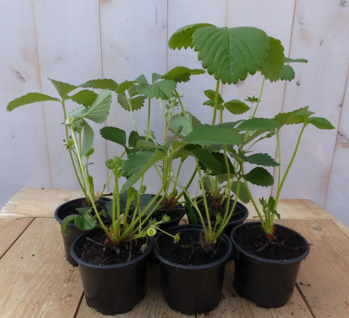 6 stuks! Aardbei-plantjes Fragaria Warentuin Natuurlijk