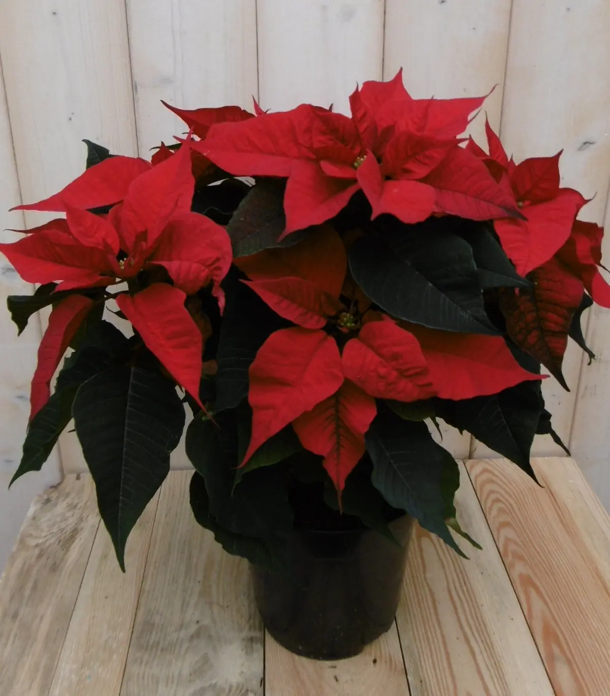 Kerstster 50cm rood Warentuin Natuurlijk