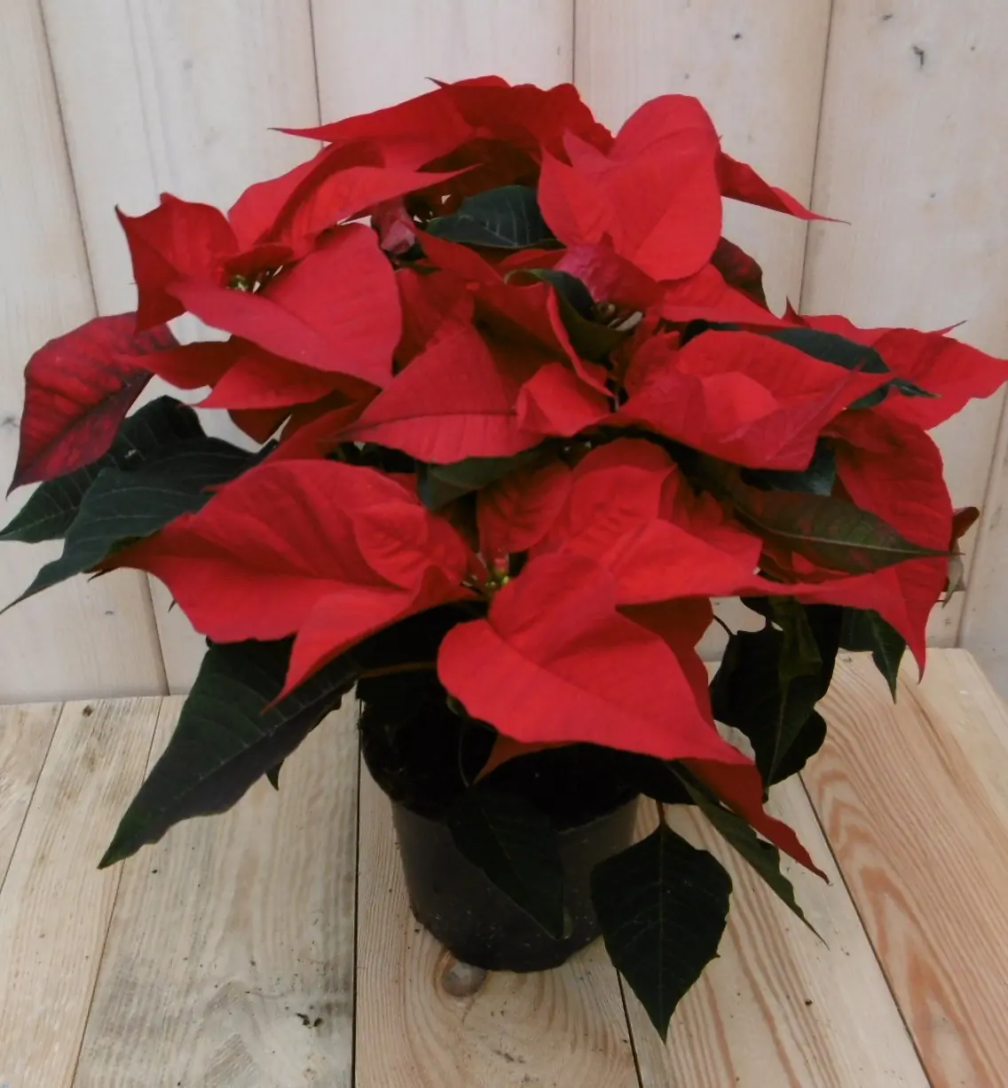 Kerstster 30cm rood Warentuin Natuurlijk