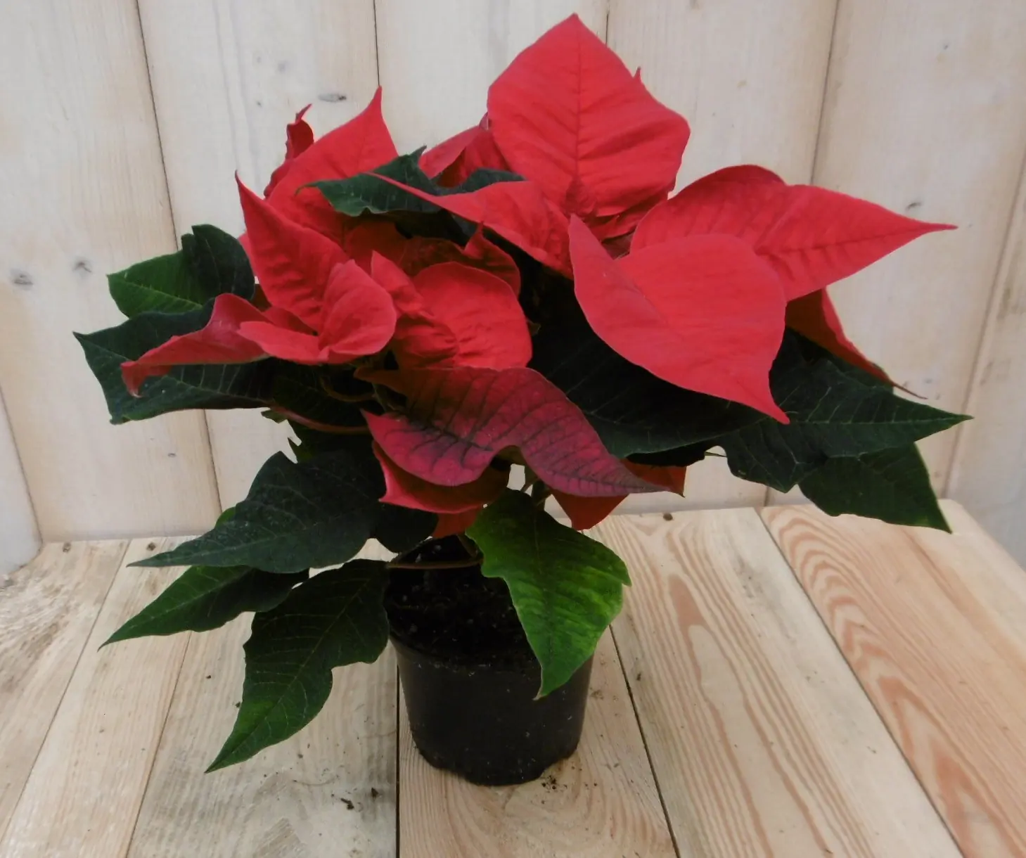 Kerstster 20cm rood Warentuin Natuurlijk