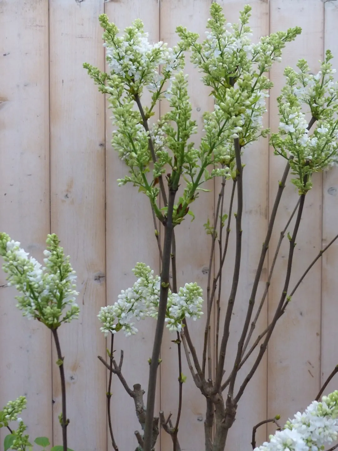 Sering Syringa vulgaris Wit 100 cm Warentuin Natuurlijk