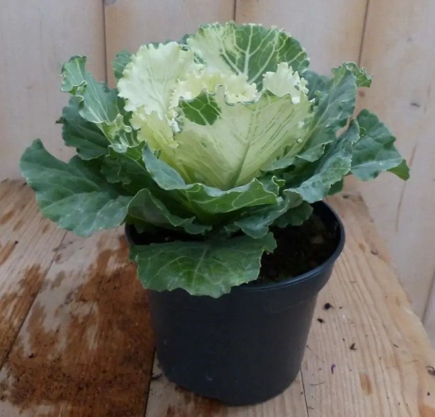 3 stuks! Sierkool groen/donker groen Brassica Warentuin Natuurlijk