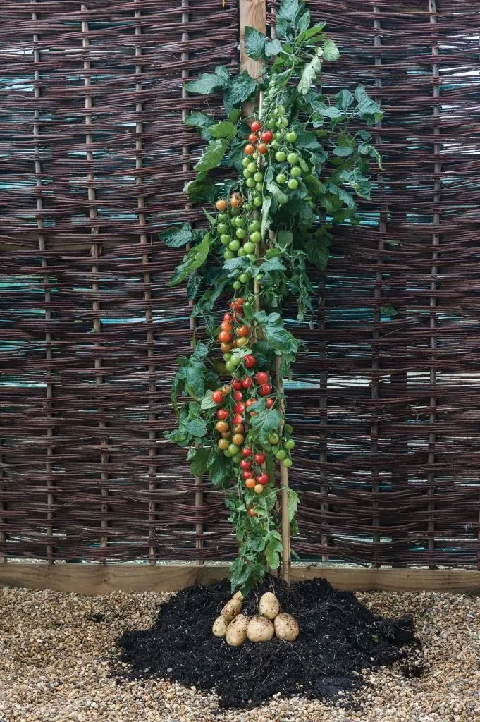 Tomtato Plant Warentuin Natuurlijk