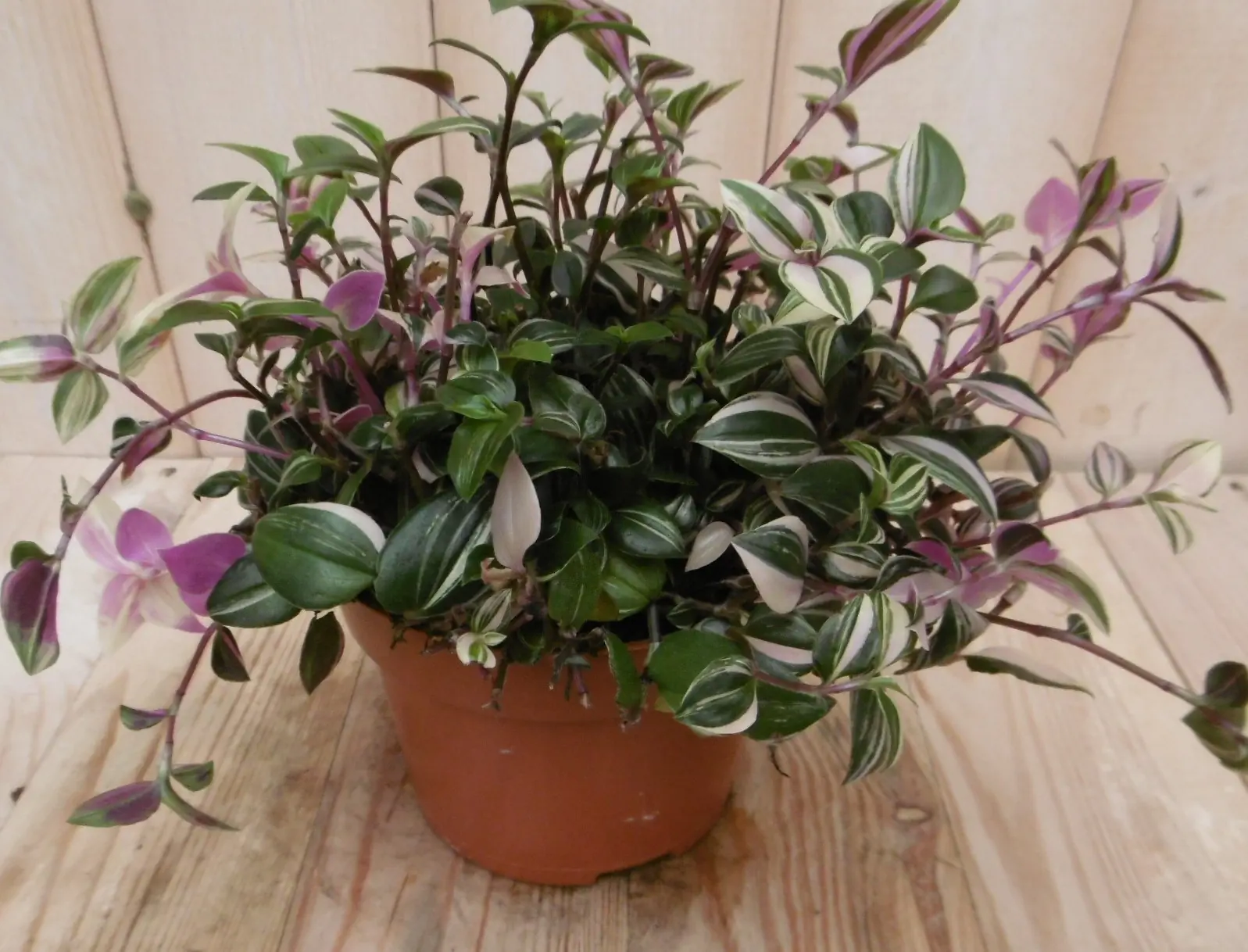 2 stuks! Tradescantia Licht roze Viridi Vaderplant Warentuin Natuurlijk
