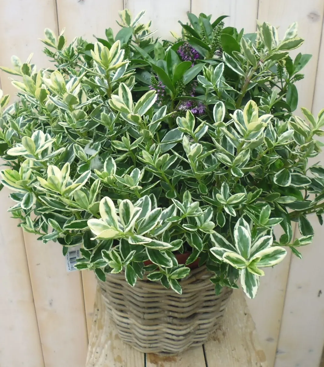 Veronica Hebe Andersonii Roze/Paars met bontdonkergroen blad in White Wash Mand Struikveronica Warentuin Natuurlijk