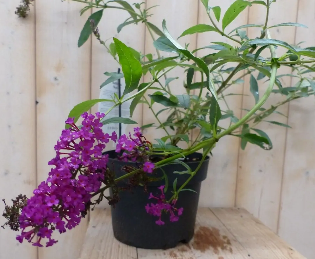 Vlinderstruik Buddleja Roze 55 cm Vlinderstruik Warentuin Natuurlijk