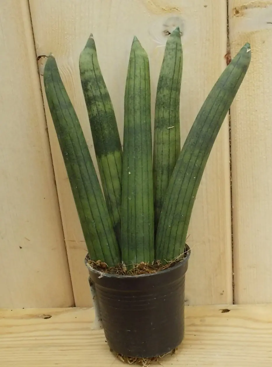 Kirkii Vrouwentong Sansevieria Mini/Klein  kamerplant Dracaena Warentuin Natuurlijk