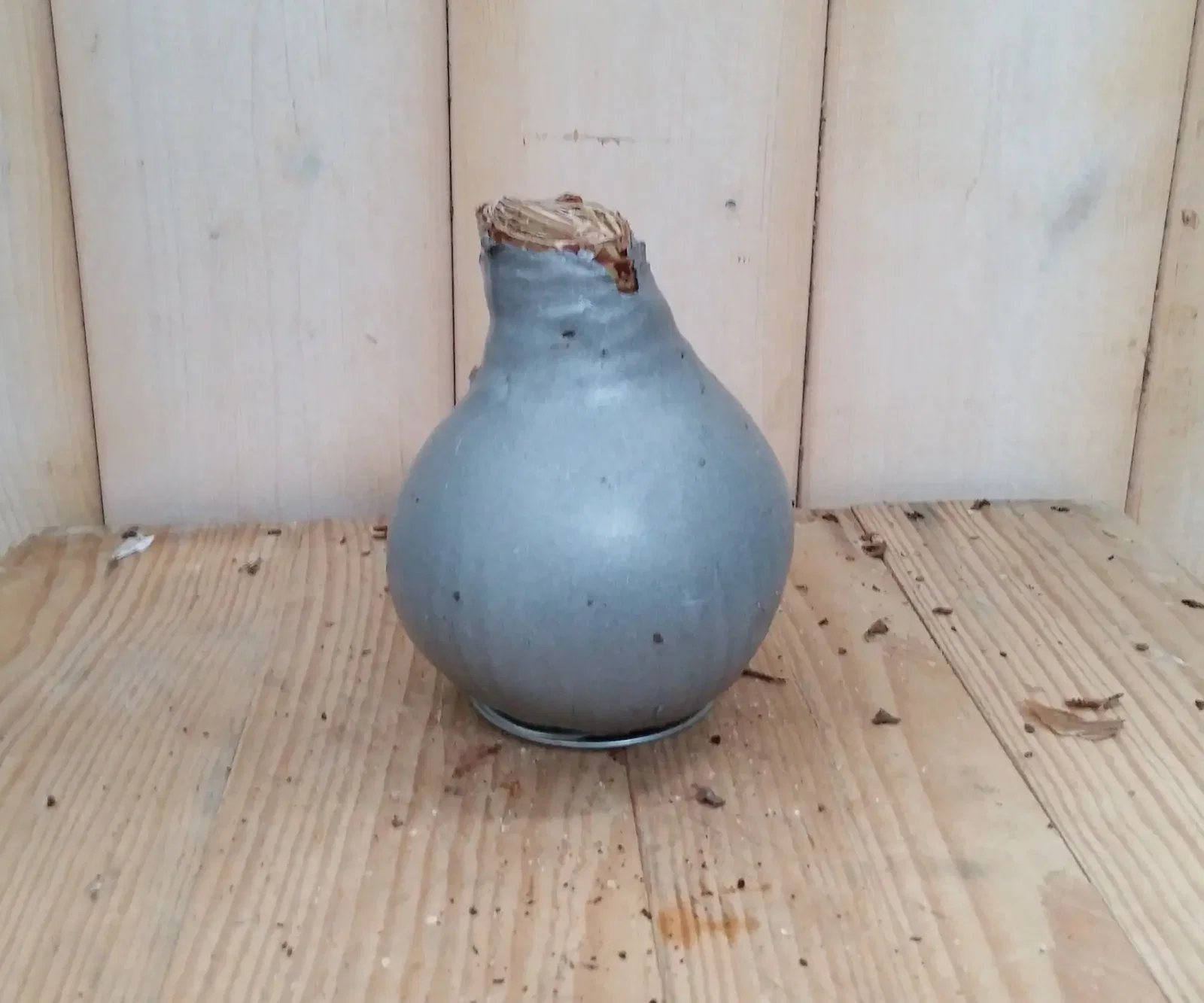 Amaryllisbol zilver in wax Warentuin Natuurlijk