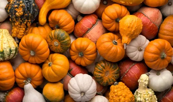 pompoenen halloween