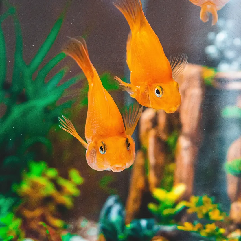 Aquaria & toebehoren