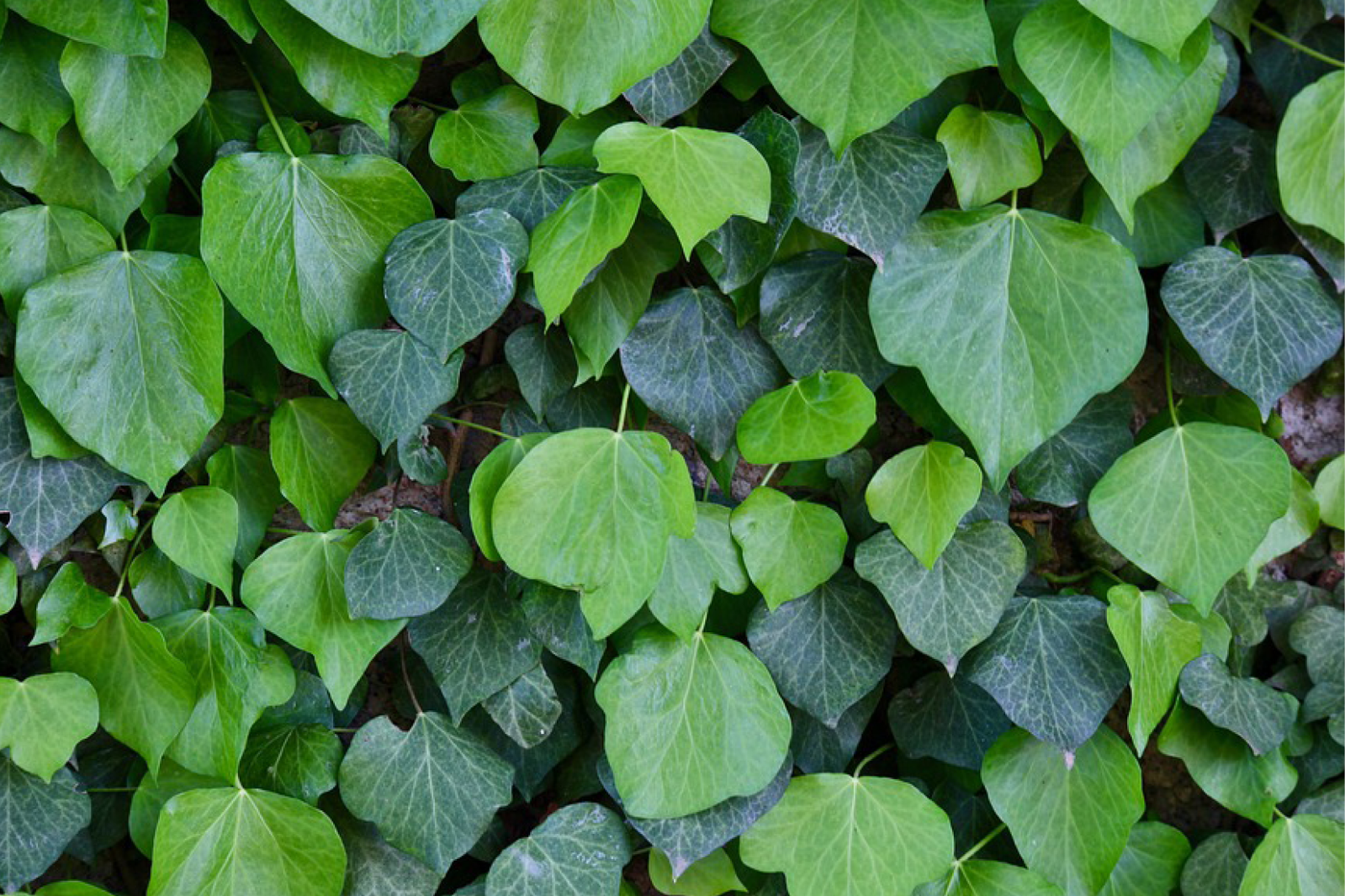 Efeu beschneiden mit Tipps von Warentuin | Warentuin.de