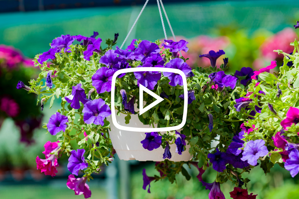 Petunia kunst hangplant 110cm - rose Petunia kunst hangplant 110cm - rose
